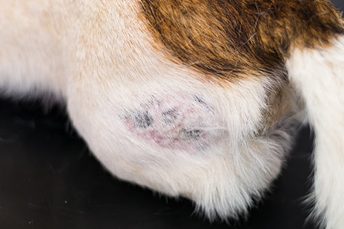 dog skin with hot-spot