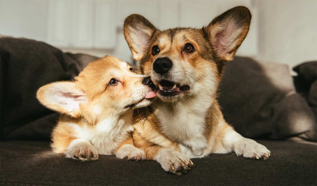 dog with puppy