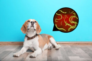 Dog With Worms: How Fast Will Worms Kill a Dog?
