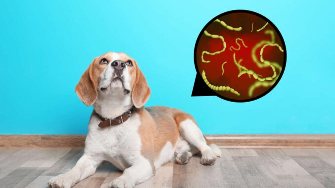 dog worms illustration with Beagel
