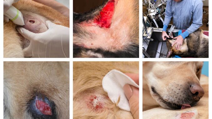 dog wound healing stages header image (collage)