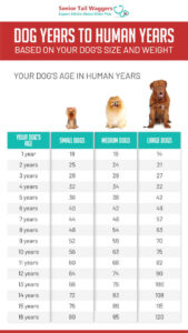 Calculator to Convert Dog Years to Human Years (Based on the Breed)