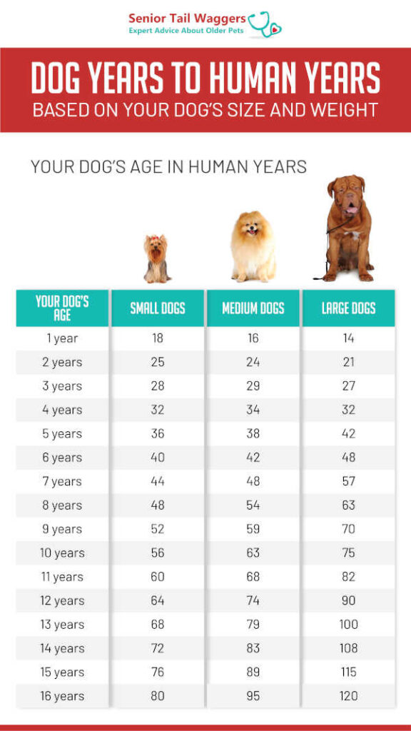 infographic showing the link between dog years and human years based on size