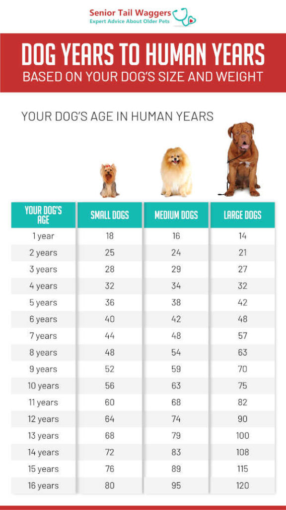 How to calculate dog best sale years to human years