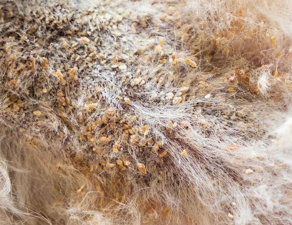 what does a yeast infection on dogs skin look like