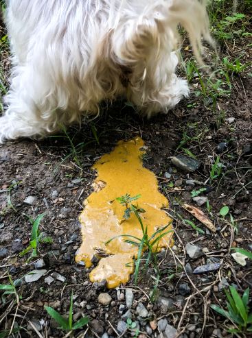 dog with orange diarrhea on the floor in a park