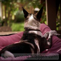 Dog looking out of window