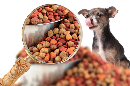 Dog food under a magnifying glass