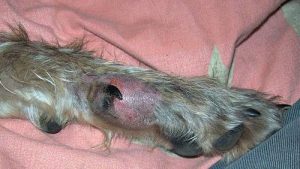 melanoma on a dog's leg