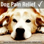 Pain Relief For Senior Dogs