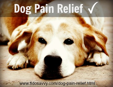 Pain Relief For Senior Dogs