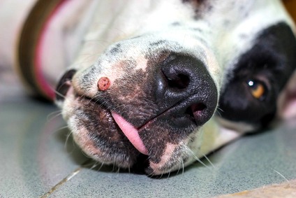 Älterer Hund mit einer Warze an der Schnauze