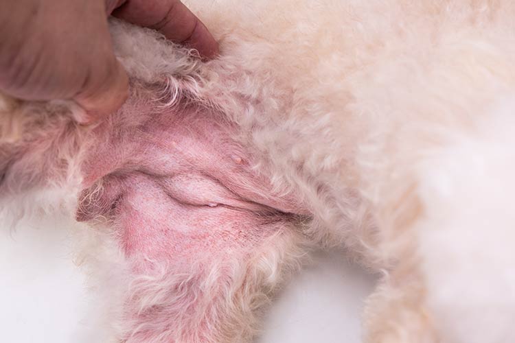 Dogs Yeast Infection