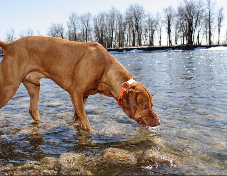 dog drinking outdoors from a river which could be contaminated