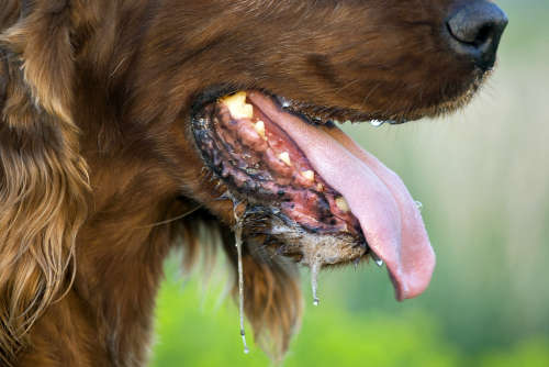 dog drooling - closeup of the mouth
