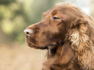 Irish setter drooling excessively.