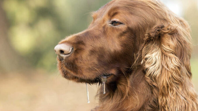 Irish setter drooling excessively.