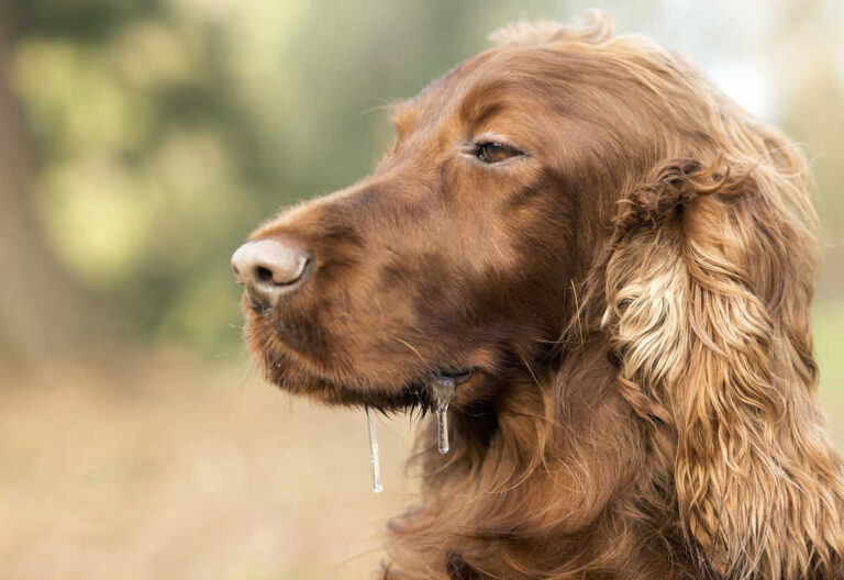 Dog Drooling and Shaking: Top Reasons and What to Do