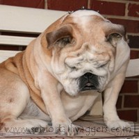 Drowsy English Bulldog