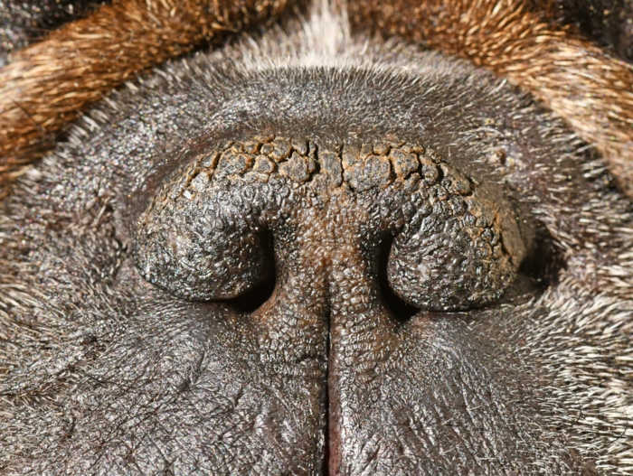 dry nose closeup picture