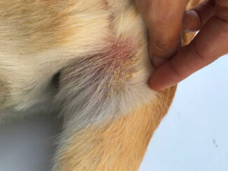Dry flaky skin with some hairloss on a dog's tail