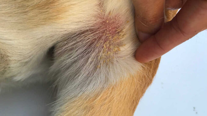 Dry flaky skin with some hairloss on a dog's tail