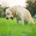 Dog Dry Heaving But Acting Normal: Causes & Treatments