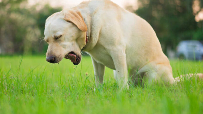 labrador dry heaving at the park on grass