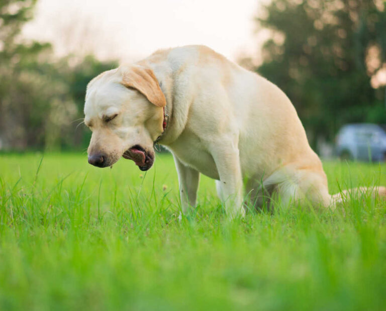 Dog Dry Heaving But Acting Normal: Causes & Treatments