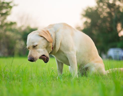 labrador with laryngeal paralysis: the most notable sign is usually a gag or dry heave 