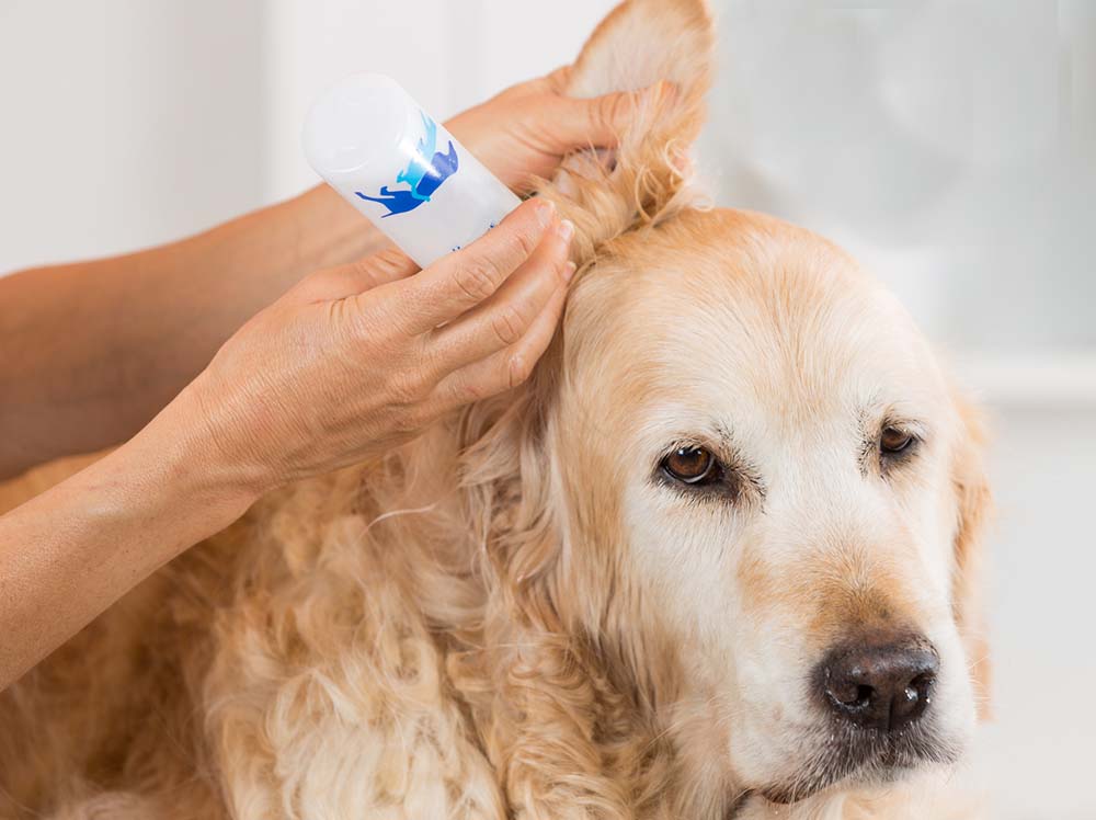 cleaning the dog's ear at home
