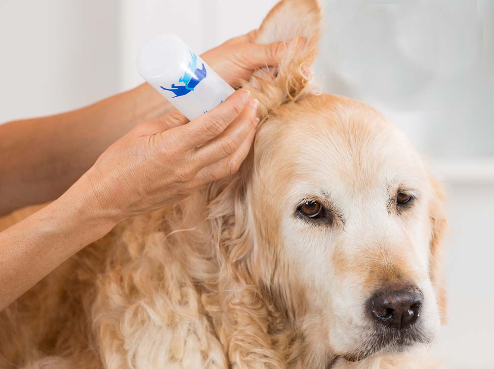 dog getting his ear cleaned