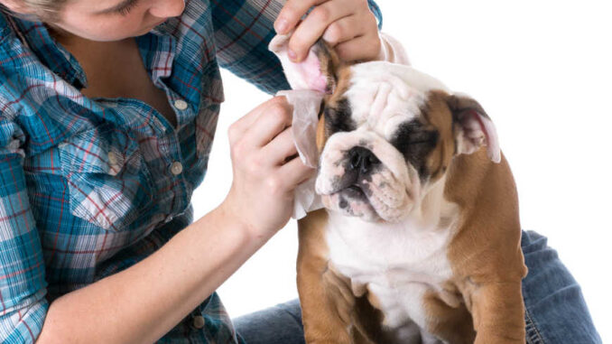 what color is normal dog ear wax