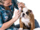 owner cleaning dog's ear with cotton pad