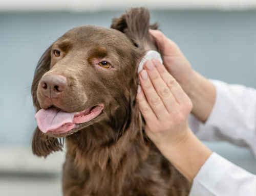 keeping a dog's ear clean and dry