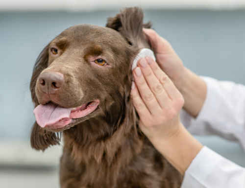 can dogs catch thrush from humans