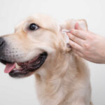 Black Gunk in My Dog’s Ear: 5 Likely Causes + Vet Tips