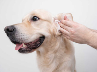 owner cleaning their dog's ear with a tissue