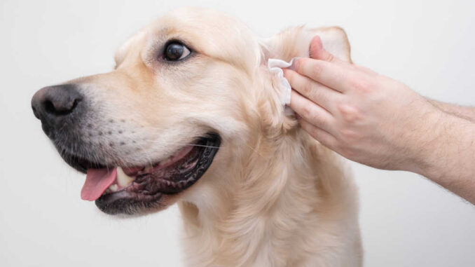 owner cleaning their dog's ear with a tissue