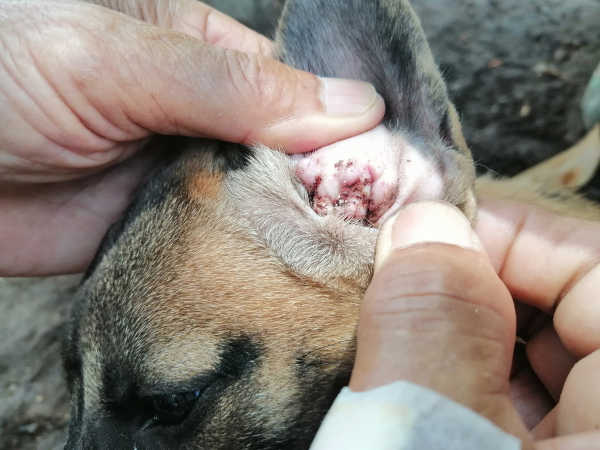 owner inspecting a dog's ear