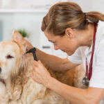 woman inspecting a dog's year with veterinary tool