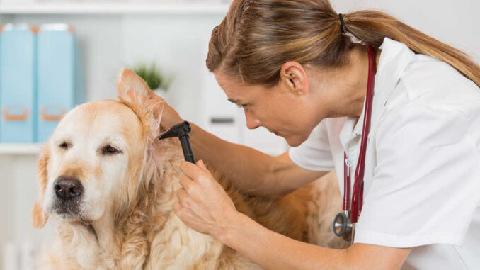 woman inspecting a dog's year with veterinary tool