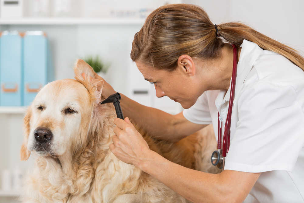 woman inspecting a dog's year with veterinary tool