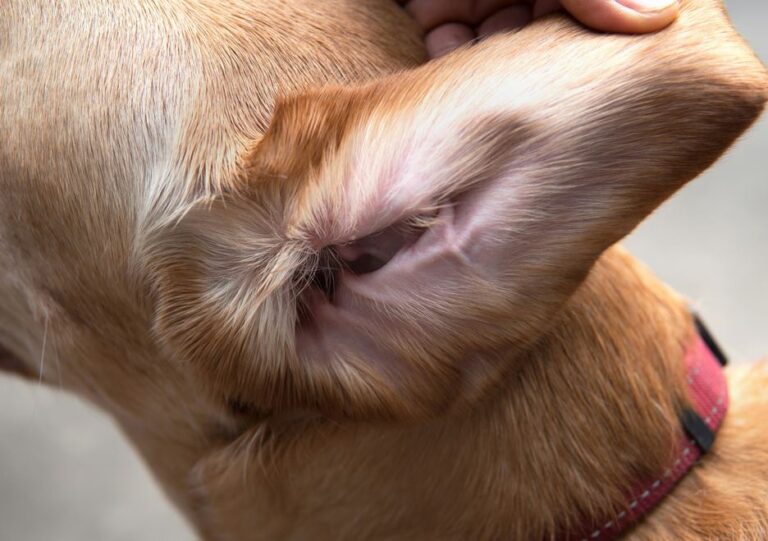 Pictures of Tumors in Dog Ears  – With Veterinarian Info