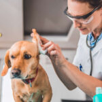 Pictures of Ear Mites in Dogs: What They Look Like and How to Treat Them