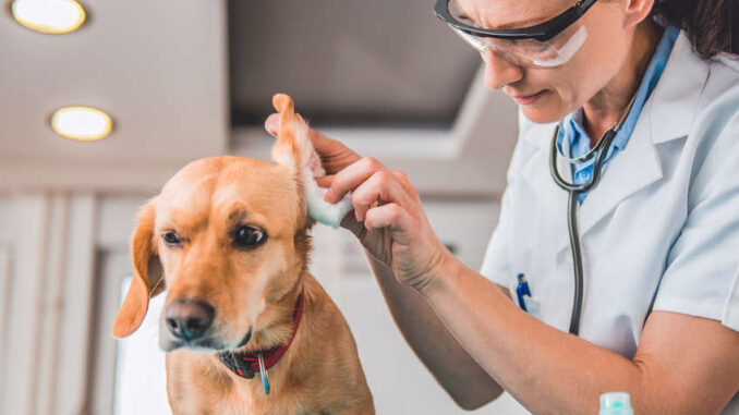 ear inspection at the veterinarian's office