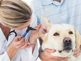 ear inspection of a labrador
