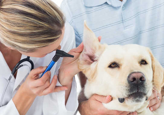 ear inspection of a labrador