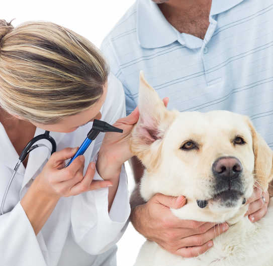 Female veterinarian examining ear of dog with owner in clinic