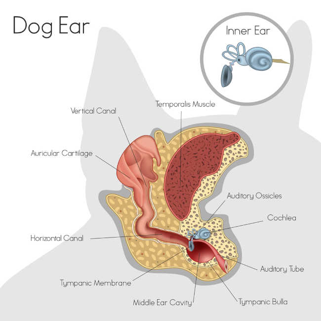 illustration showing inside anatomy of dog ears